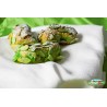 PASTA DI MANDORLA FOGLIAME VERDE - aroma Pistacchio -  VASSOIO 280g